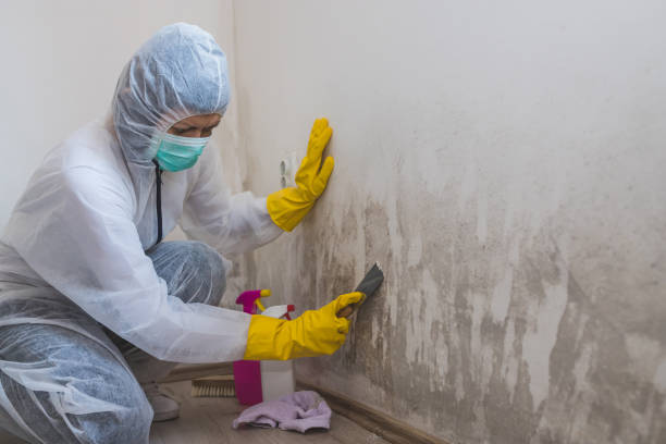 Trusted Nemacolin, PA Mold Remediation Experts
