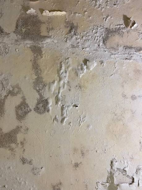 Best Kitchen Mold Remediation in Nemacolin, PA