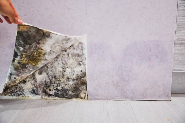 Best Black Mold Remediation in Nemacolin, PA